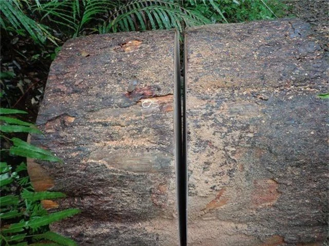 Lâm tặc đốn hạ cây thông hơn 100 tuổi ở Lâm Đồng - 1