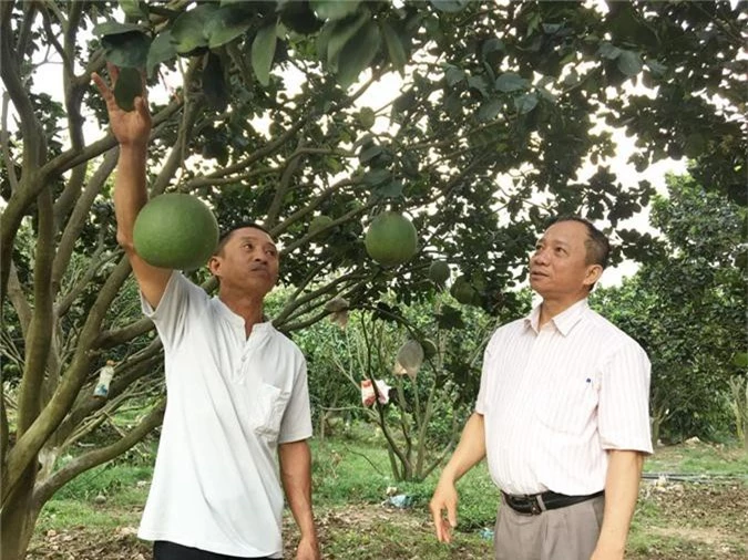 trong buoi da xanh 