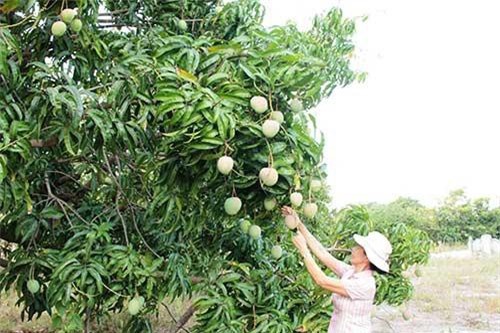 Liên tiếp trúng mùa, trúng giá xoài Úc, xoài Đài Loan, dân khá giàu