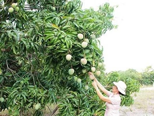 Liên tiếp trúng mùa, trúng giá xoài Úc, xoài Đài Loan, dân khá giàu