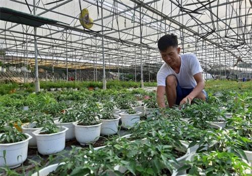 Đà Nẵng: Thuê đất trồng hoa mà làm ra 300 triệu đồng mỗi năm