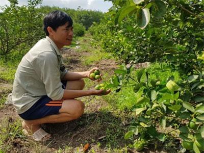 Tây Ninh: Cùng nhau trồng chanh tứ quý, lúc đắt bán tới 40 ngàn/ký