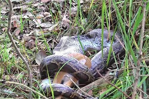 Clip: Trăn Miến Điện nuốt gọn nai đốm, 'ớn lạnh' nghe tiếng xương gãy