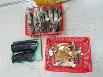TPHCM: Giấu ngà voi trong thùng tôm hùm và cá khô