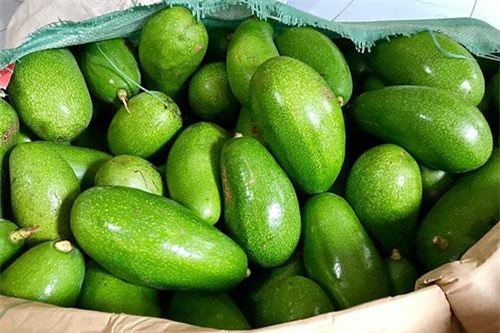 CLIP: Hướng dẫn chọn và bảo quản quả bơ ngon nhất