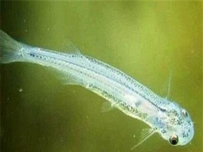 Loài cá nhỏ tưởng vô hại là ám ảnh kinh hoàng với đàn ông