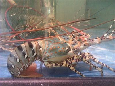 Khám phá bất ngờ 4 loài tôm hùm nổi nhất Việt Nam