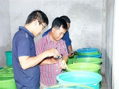 Lâm Đồng: Giám đốc bỏ nghề về nuôi 3 loại dế, có loại bán giá 1,7 triệu/ký