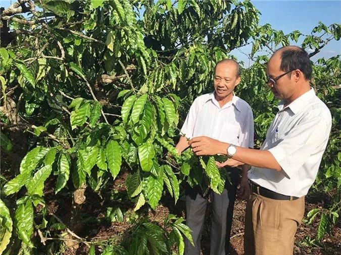 gia lai: trong ca phe 4 chu c, nang suat tang, khong lo e hinh anh 1