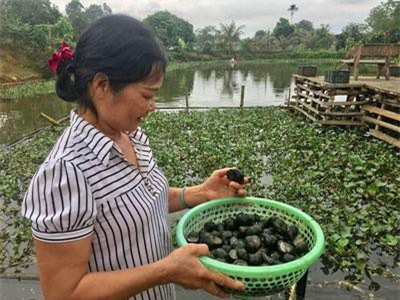 Nghệ An: Thả con nhả nhiều nhớt ở ao bèo, cho ăn lá cây, lãi 10 triệu/tháng