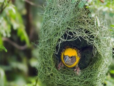 Khám phá “choáng” loài chim khéo léo và chăm chỉ bậc nhất