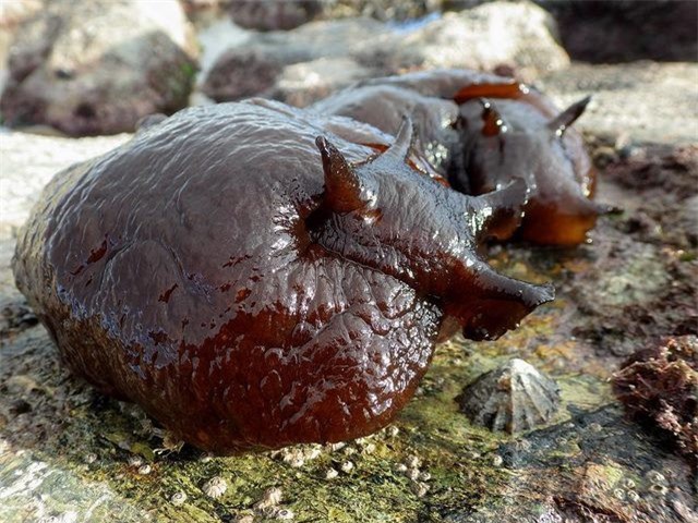 Quái vật biển "sưng phồng" khiến dân choáng váng