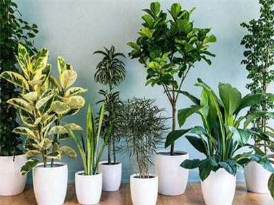 Những loại cây cảnh hút tài lộc nên trồng trong nhà để "tiền vào như nước"