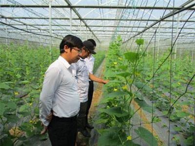 Đà Nẵng: “Liều” vay vốn trồng rau hữu cơ, trồng nấm mà giàu có