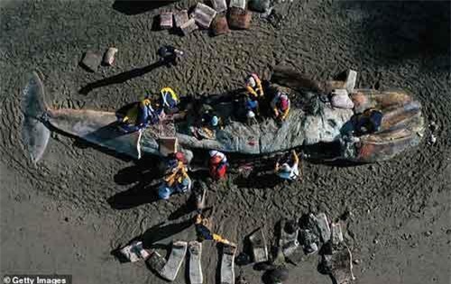 Xác cá voi liên tục trôi dạt vào bờ biển San Francisco vì... chết đói