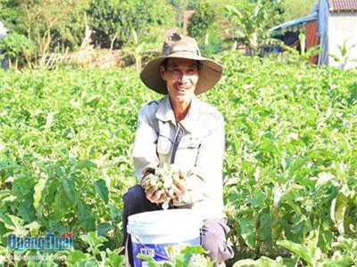 Quảng Ngãi: Ở nơi này dân đổi đời nhờ... cà pháo