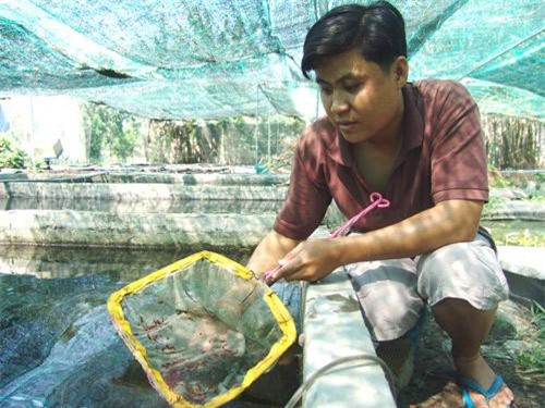 TP.HCM: Kỹ sư bỏ lương trăm đô về nuôi tép, con bé tí mà bán cả ngàn đô