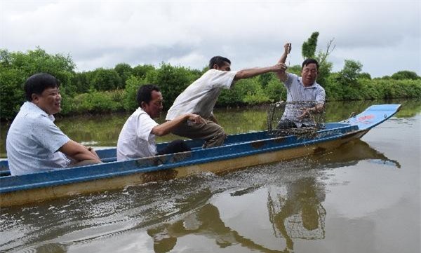 Cà Mau: Vô rừng nuôi cua, lời 130 triệu/tháng, bắt toàn con to bự