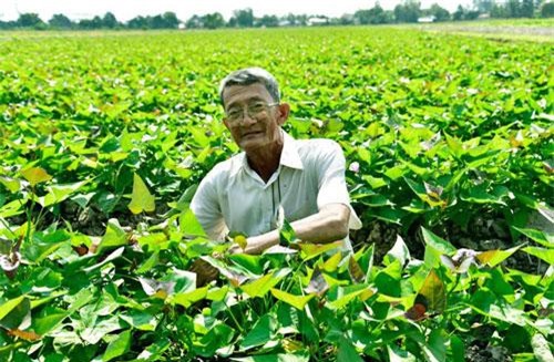 Kiên Giang: Năm nào cũng "đào" được 300 triệu từ khoai lang Bông Súng