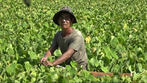 Chuyện lạ Kiên Giang: Mang rau dại thả ruộng, tốt vù vù, hái 800 ngàn/ngày
