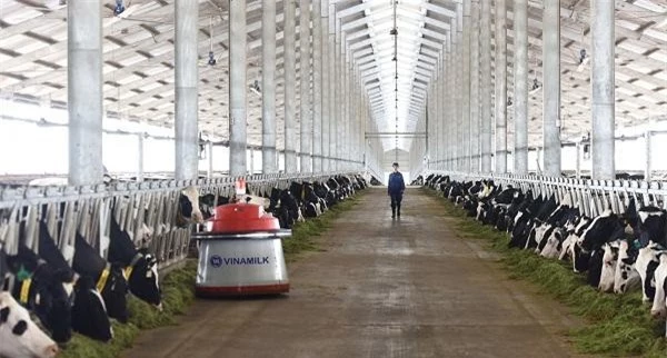  Các trang trại bò sữa của Vinamilk đều áp dụng công nghệ hiện đại trong quản lý và chăn nuôi bò sữa