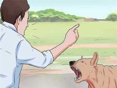 Khi bị chó tấn công, làm ngay những việc này để cứu mạng bản thân