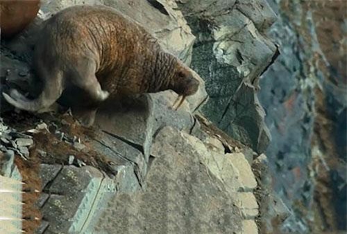 CLIP HOT (26/4): Tài xế sống sót thần kỳ sau tai nạn kinh hoàng, đàn hải mã ‘rủ nhau’ tự tử