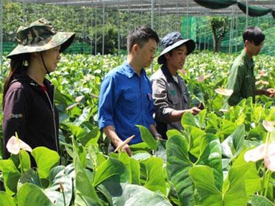 Lâm Đồng: Thay cà phê bằng loài hoa này, cứ 1 sào "bỏ túi" 100 triệu