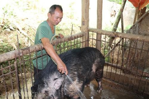 'Quái vật' lợn rừng 200kg, da dày cộp, móng khủng, nanh cong vút