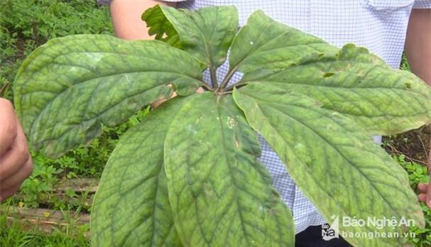 Nghệ An vừa phát hiện nhiều loại sâm quý hiếm như sâm béo, 7 lá 1 hoa