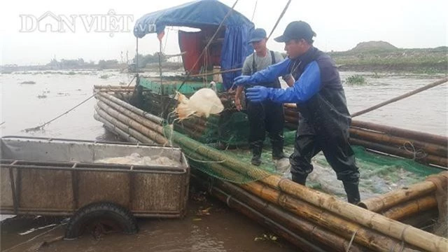 nam dinh: san vang trang noi lap lo bo bien, kiem chuc trieu/ngay hinh anh 2