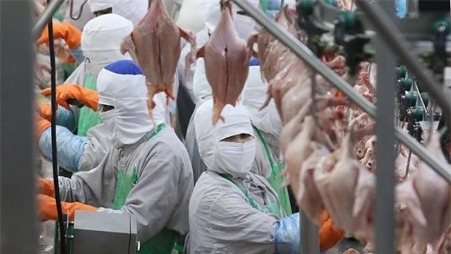 Việt Nam sẽ là trung tâm xuất khẩu gà, tôm của CP Foods. Ảnh: Nikkei