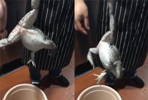 Đem ếch ra mổ, đầu bếp phát hiện sự lạ hãi hùng