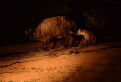 CLIP HOT (28/4): Trâu rừng chết thảm vì bị linh cẩu cắn trúng 'của quý', bê con sinh ra có 6 chân ở Hà Tĩnh