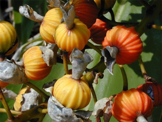 Bí ẩn "cây thần kỳ", có thể làm tăng tuổi thọ con người