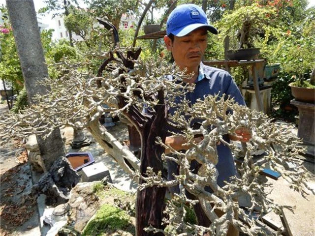 Bỏ làm giám đốc công ty sơn, về buôn cây cảnh kiếm dễ vài tỷ đồng mỗi năm - 2