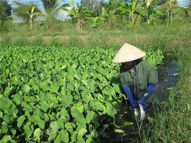 Kham pha doc dao khong ngo ve cay cu neo cua Viet Nam