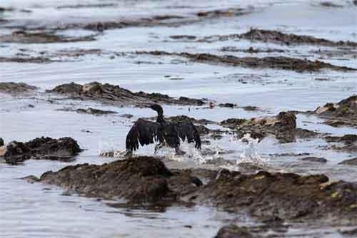 1 triệu giống loài sắp biến mất vì con người