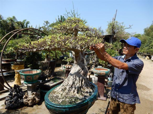 Bỏ làm giám đốc công ty sơn, về buôn cây cảnh kiếm dễ vài tỷ đồng mỗi năm