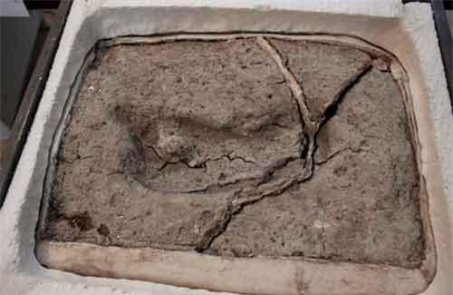 Tìm thấy dấu chân con người lâu đời nhất ở Chile