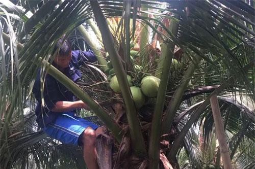 Bến Tre: Nắng nóng kỷ lục, dừa xiêm xanh tăng giá