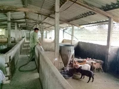 Hà Tĩnh: Trang trại trên lợn, dưới cá, vịt bơi tung tăng thu 300 triệu đồng