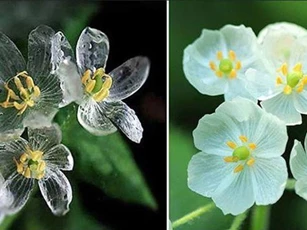 Ngỡ ngàng với vẻ đẹp của loài hoa trắng chuyển sang trong suốt khi gặp mưa