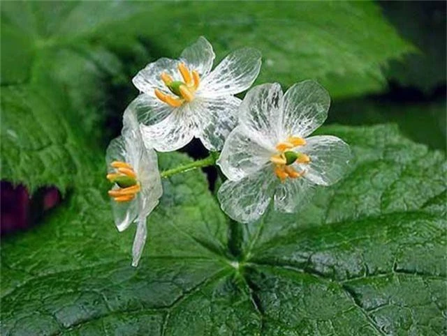 Ngỡ ngàng với vẻ đẹp của loài hoa trắng chuyển sang trong suốt khi gặp mưa - 2