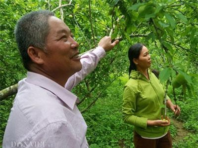 Lạng Sơn: Cho mận đắng ở với mận lai quả sai chi chít