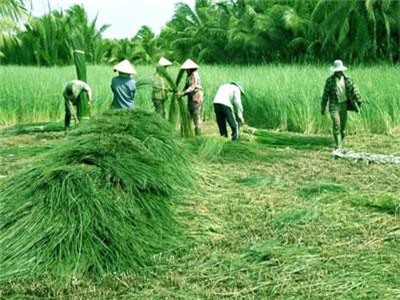 Vĩnh Long: Trồng loài cỏ dại dân ở đây lại khá, giàu