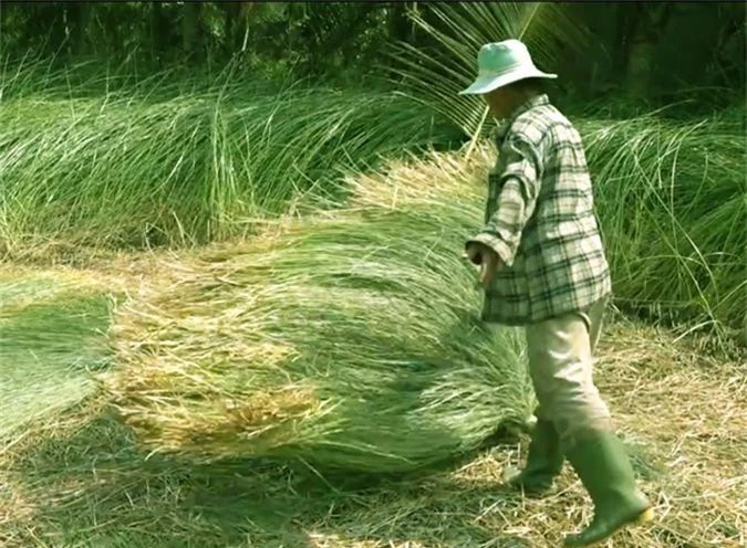 la ma hay: trong loai co dai dan o day lai kha, giau hinh anh 5