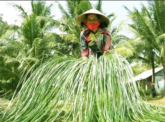 la ma hay: trong loai co dai dan o day lai kha, giau hinh anh 6