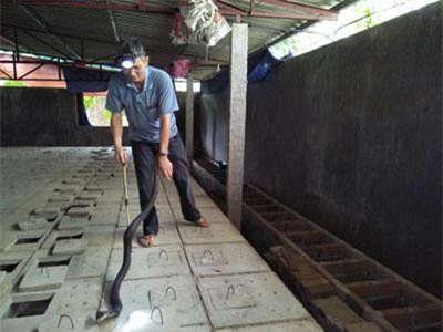 Bắc Kạn: Ớn lạnh người nuôi 1.000 con mãng xà cực độc trong thị trấn