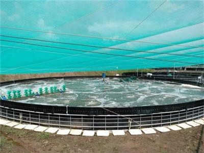Trà Vinh: Ao tròn khung sắt nuôi tôm thu 2 đợt, mỗi đợt lời 500 triệu